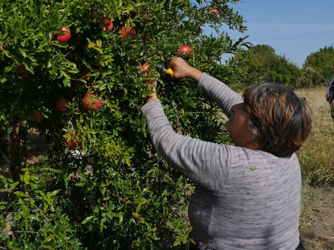 Neye niyet, neye kısmet: İlçenin ekonomisini ayağa kaldırdı! Yüksek gelir elde ediyorlar, kapış kapış satılıyor 3